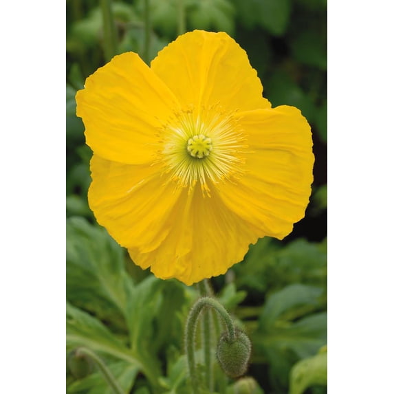 Champagne Yellow Icelandic Poppy - Vibrant Flowering Perennial for Garden Borders & Containers, Attracts Pollinators, Non-Toxic, Easy Care 1 Gallon (Pack of 10)