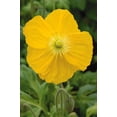 thumbnail image 1 of Champagne Yellow Icelandic Poppy - Vibrant Flowering Perennial for Garden Borders & Containers, Attracts Pollinators, Non-Toxic, Easy Care  1 Gallon (Pack of 12), 1 of 11