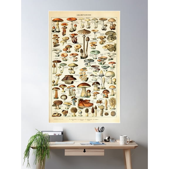 Champignon I Vintage French Mushroom Chart By Adolphe Millot Poster Wall Art, Modern Wall Decor For Living Room Bedroom, 8x12 UNFRAMED