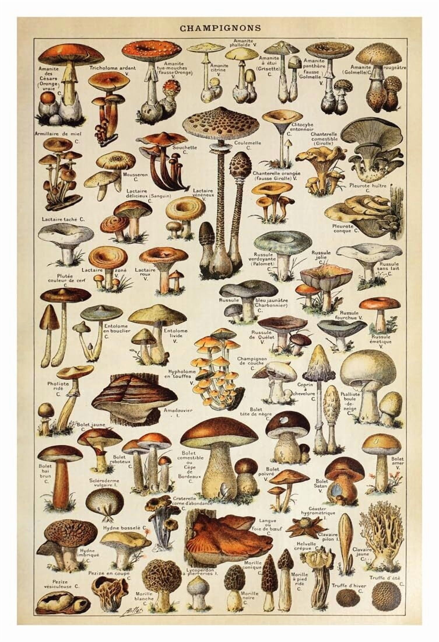 Champignons Poster, Mushroom Varieties, Classification, Art Print ...