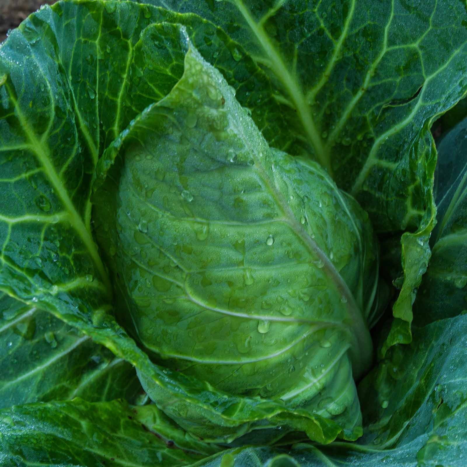 Mountain Valley Seed Company Collards Seeds