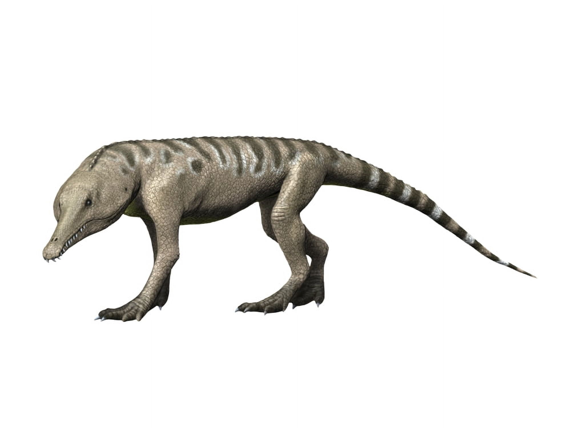 Chanaresuchus is an archosaur of the Triassic period Canvas Art - Nobumichi TamuraStocktrek Images (17 x 13)