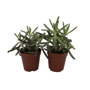 Chandelier Mother of Thousands - Kalanchoe delagoensis - 2 Plants in 2" Pots