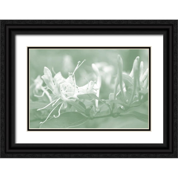 Chandler, Sharon 14x11 Black Ornate Wood Framed with Double Matting Museum Art Print Titled - Honeysuckle Summer IV