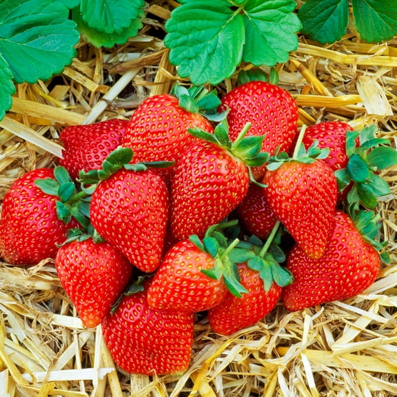 Chandler Strawberry Dormant Bare Root Starter Fruit Plant Roots (25-Pack)