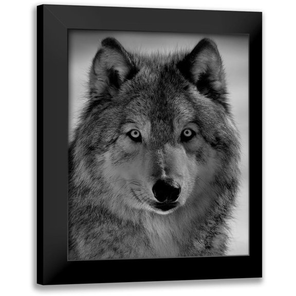 Chang, Phillip 12x14 Black Modern Framed Museum Art Print Titled - The Wolf