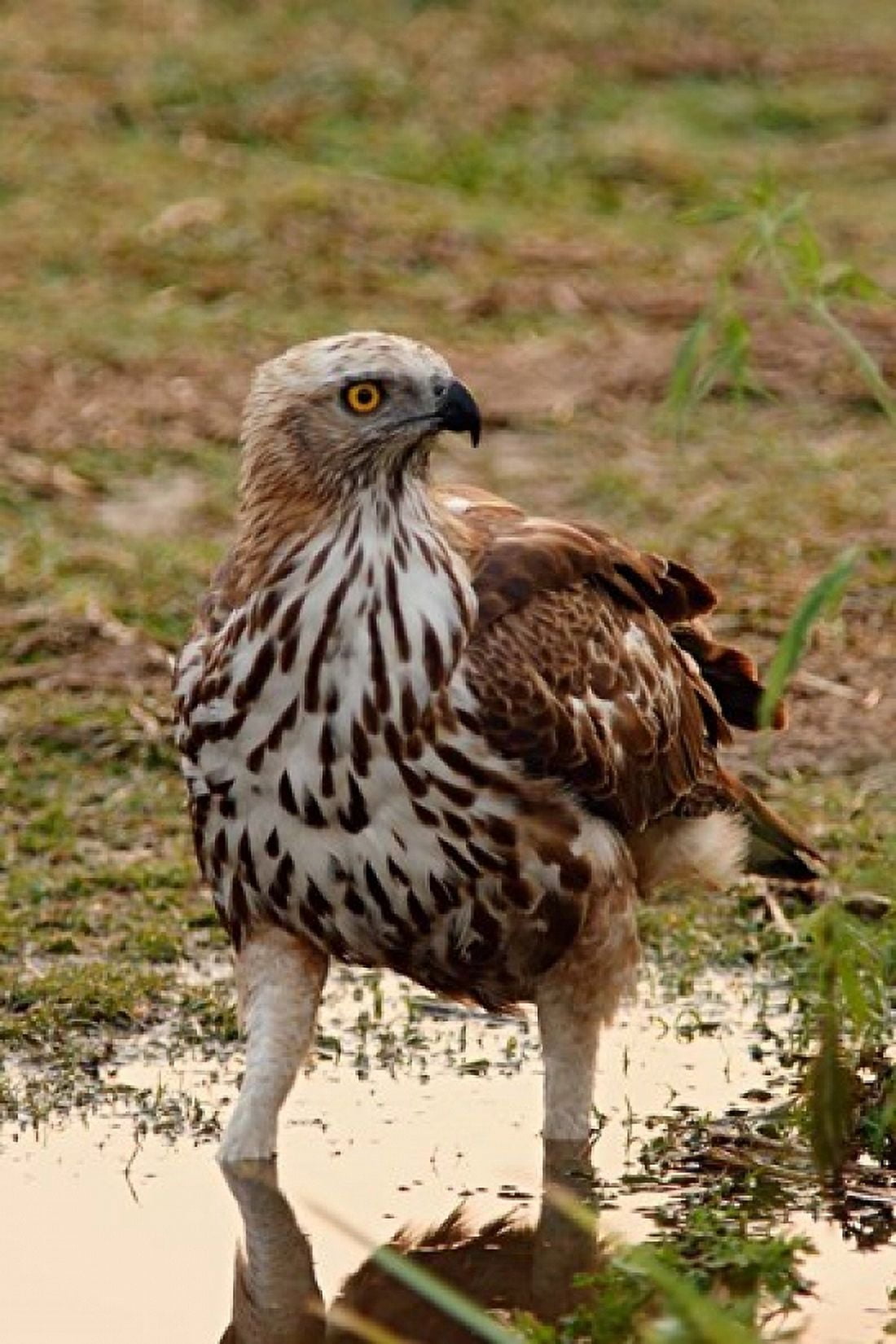 Changeable Hawk Eagle Corbett National Park India Canvas Art - Jagdeep Rajput DanitaDelimont (18 x 26)