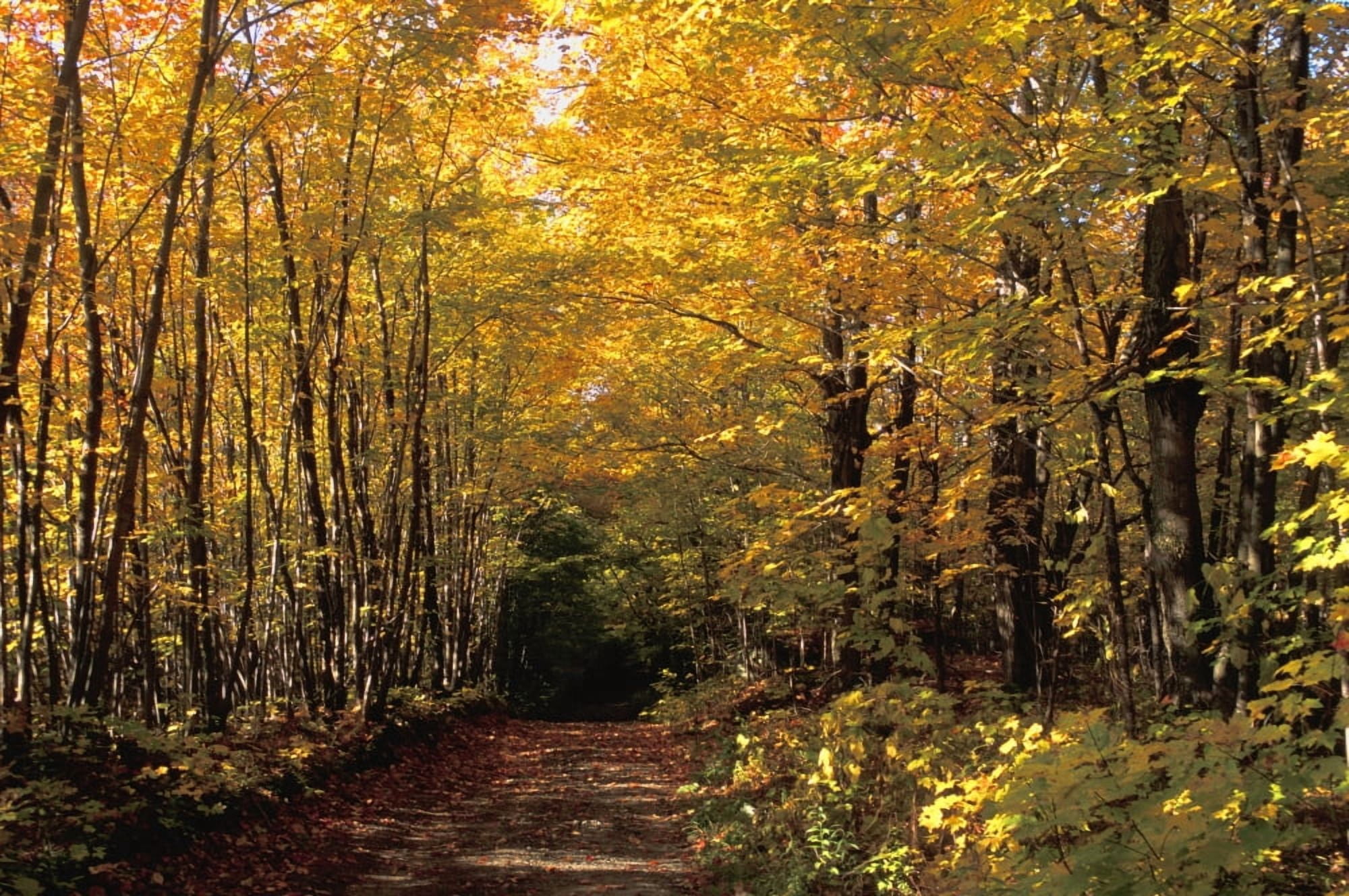 Changing Trees Canvas Art - David Chapman Design Pics (34 x 22)