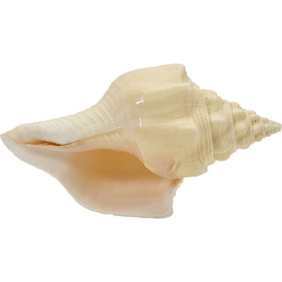 Chank Shell Divine Conch Shell 8-9" Large Decorative Seashell