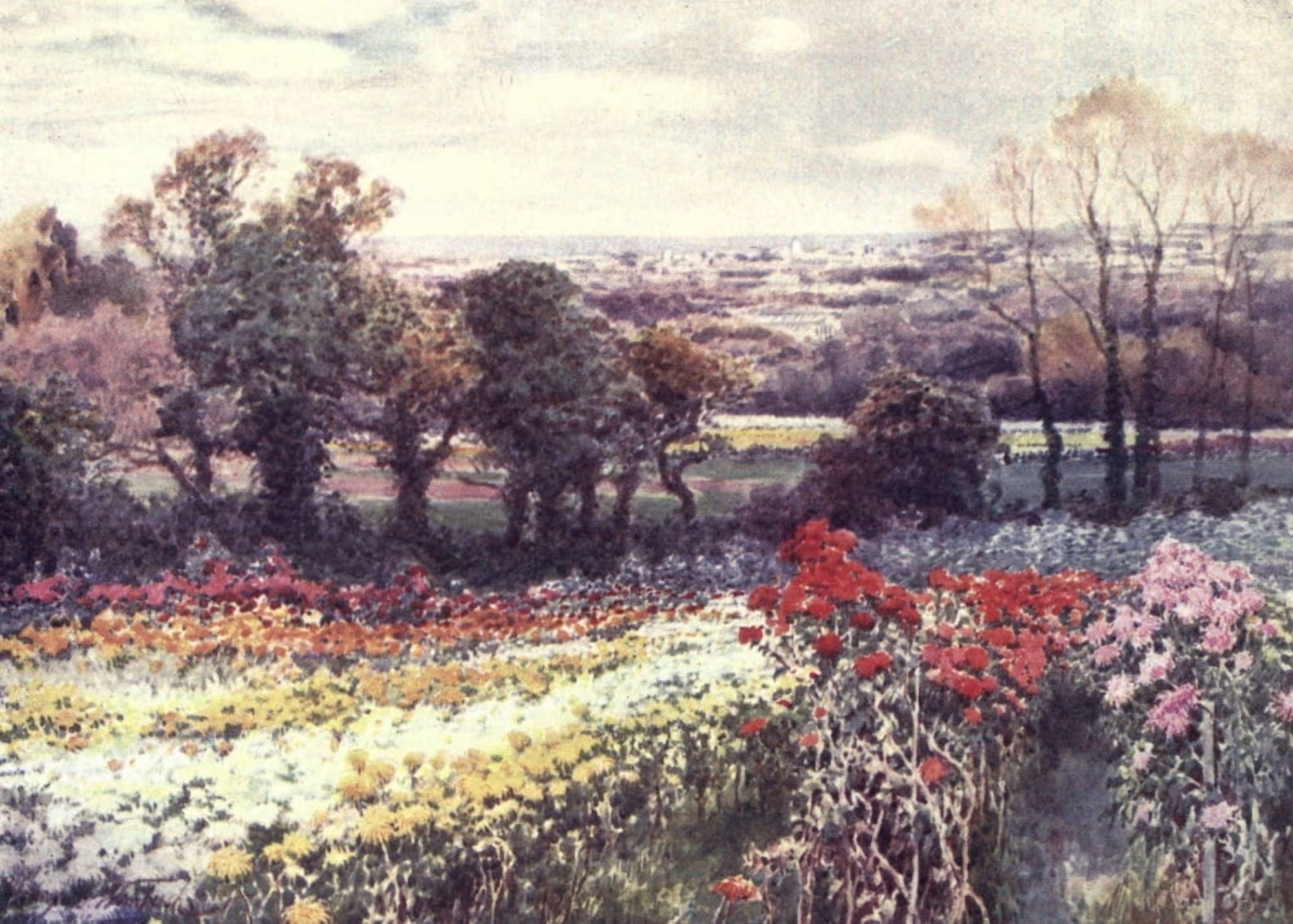 Channel Islands 1911 Chrysanthemums in Guernsey Canvas Art - Henry Bowser Wimbush (18 x 24)