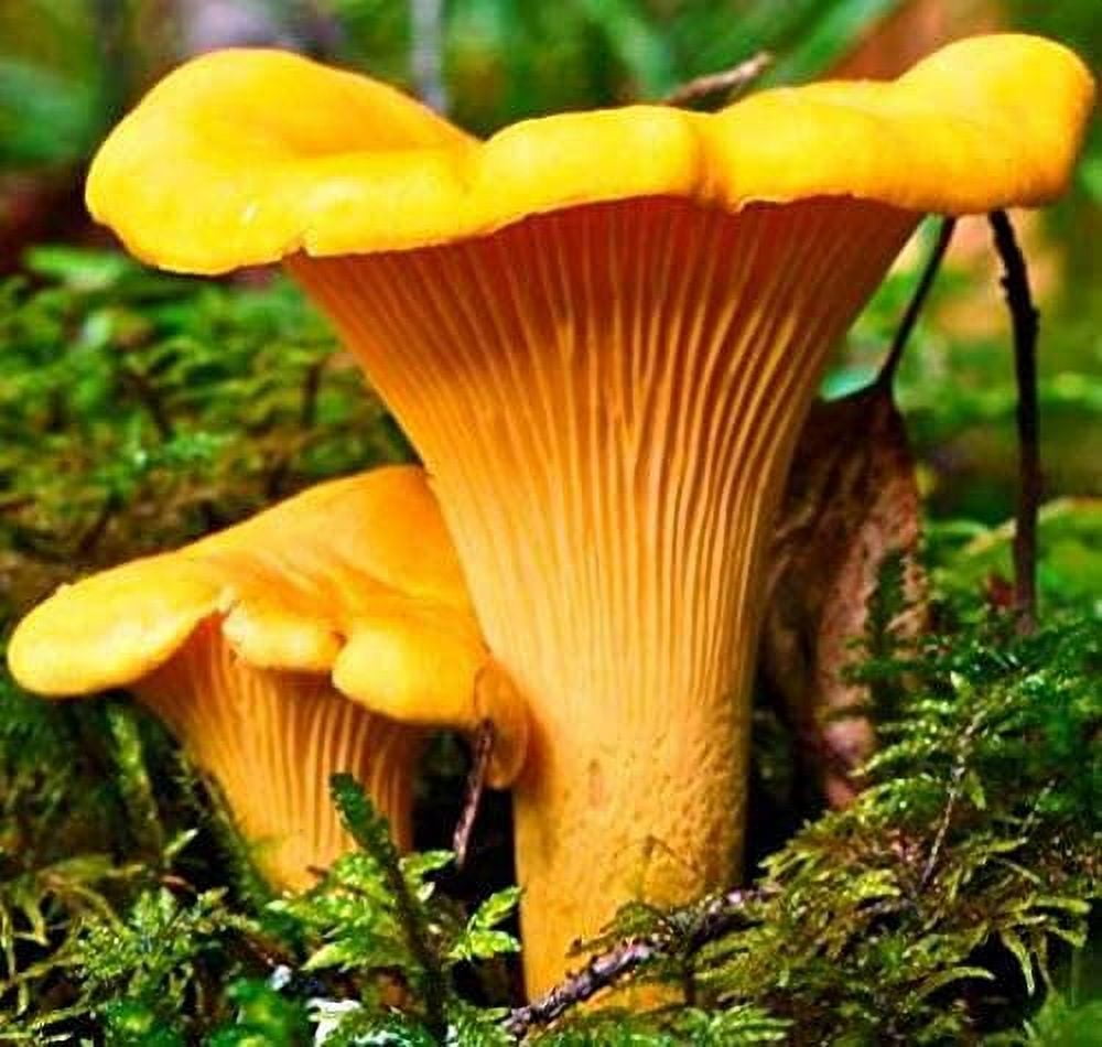 Chanterelle Mushroom (Cantharellus cibarius) Mycelium Spawn Dried Seeds