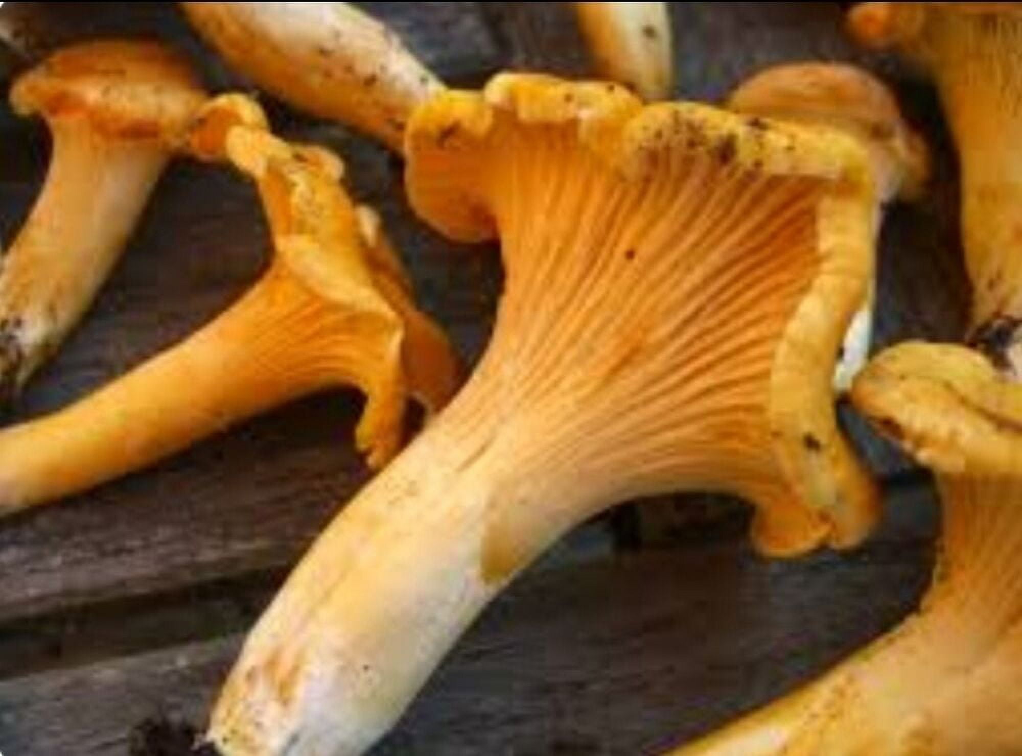 Chanterelle Mushroom Spores Grow Kit Free Shipping!