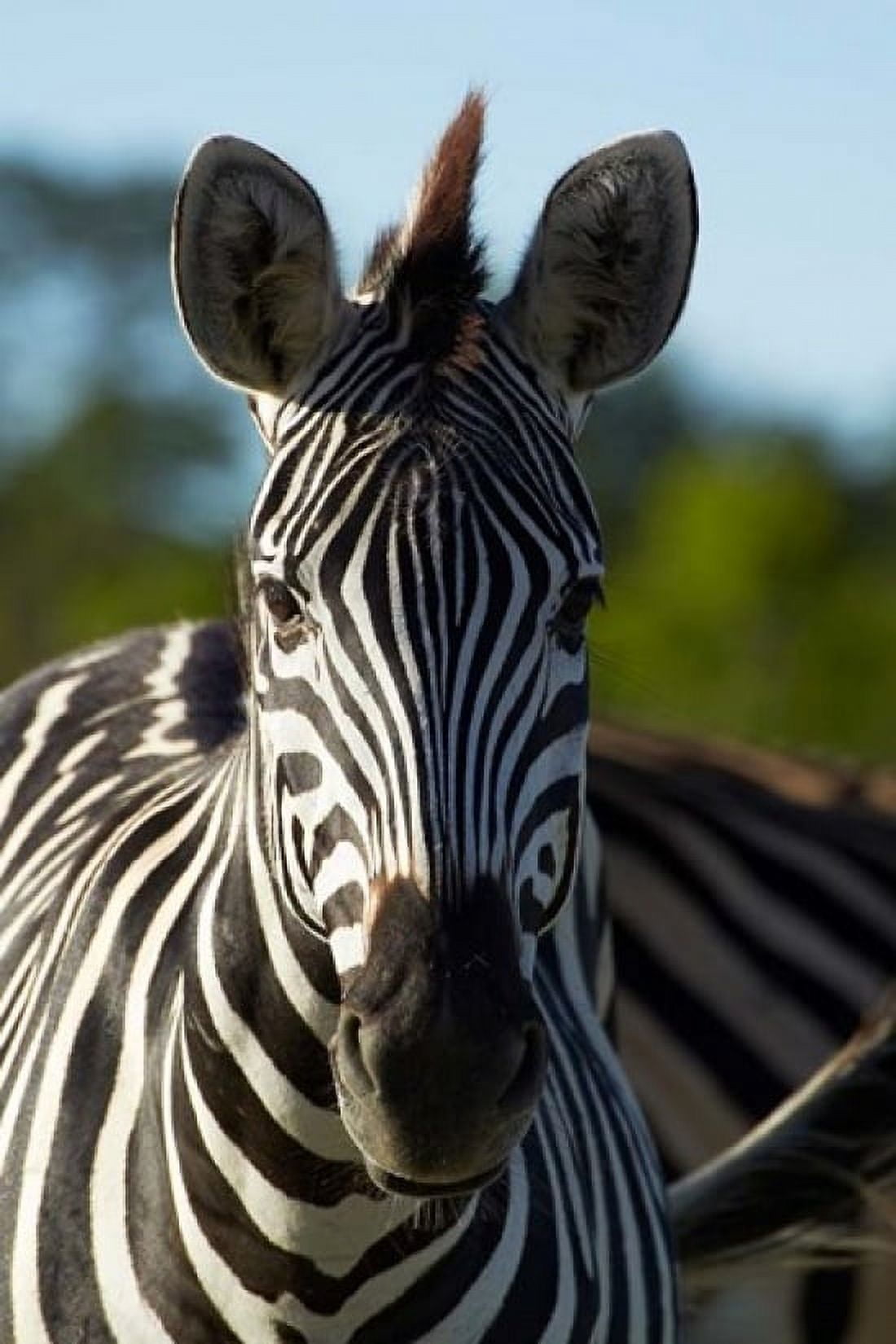 Chapmans zebra Hwange National Park Zimbabwe Africa Canvas Art - David Wall DanitaDelimont (12 x 17)