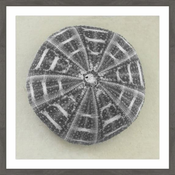 "Charcoal Sea Urchin" Framed Painting Print