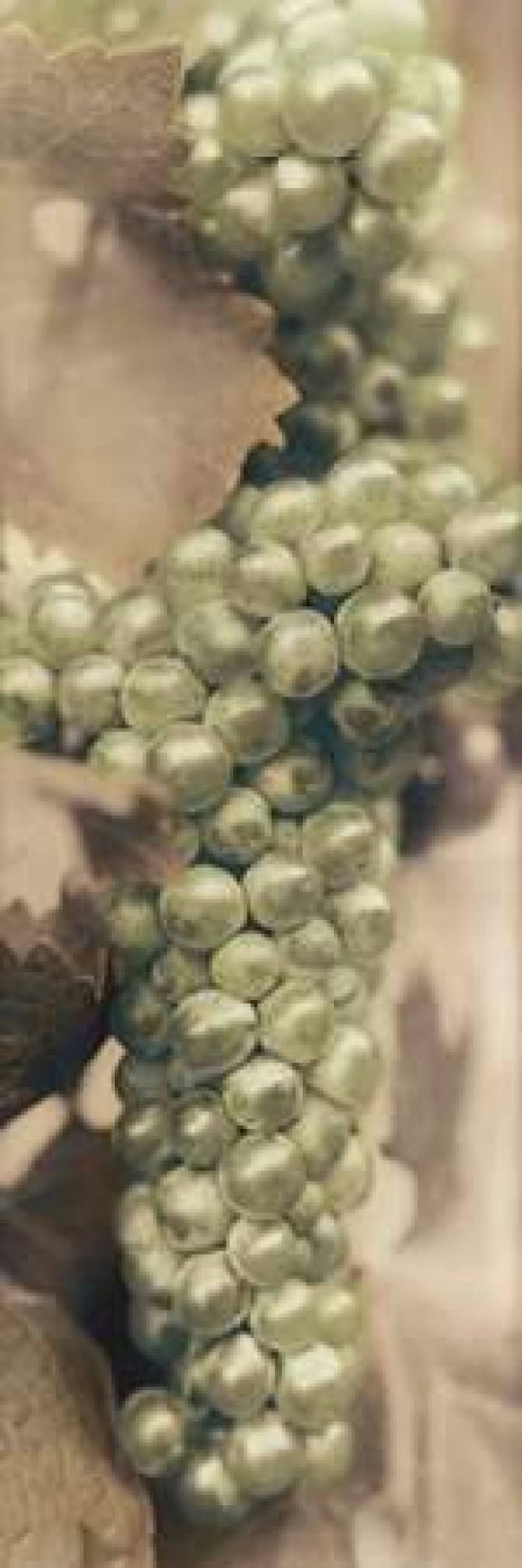 Chardonnay Canvas Art - Alan Blaustein (12 x 36)