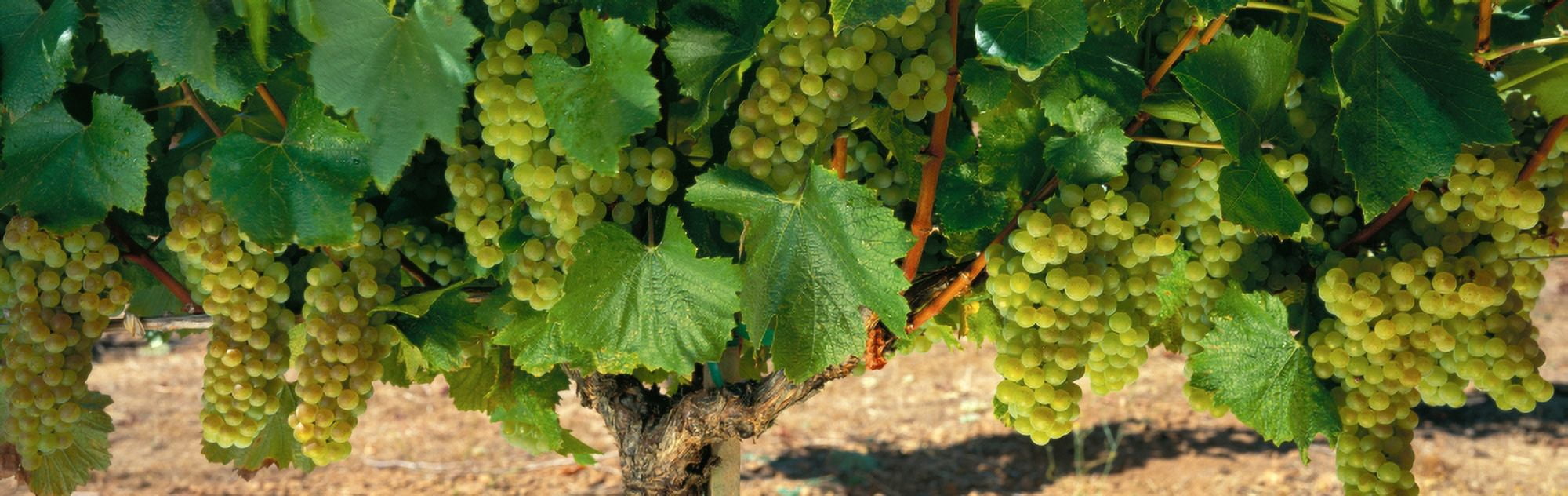 Chardonnay Grapes On The Vine Napa California USA Canvas Art - Panoramic Images (27 x 9)