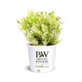 thumbnail image 1 of Chardonnay Pearls Deutzia – Live Flowering Shrub – 3 Gallon Pot – Full Sun, 1 of 5