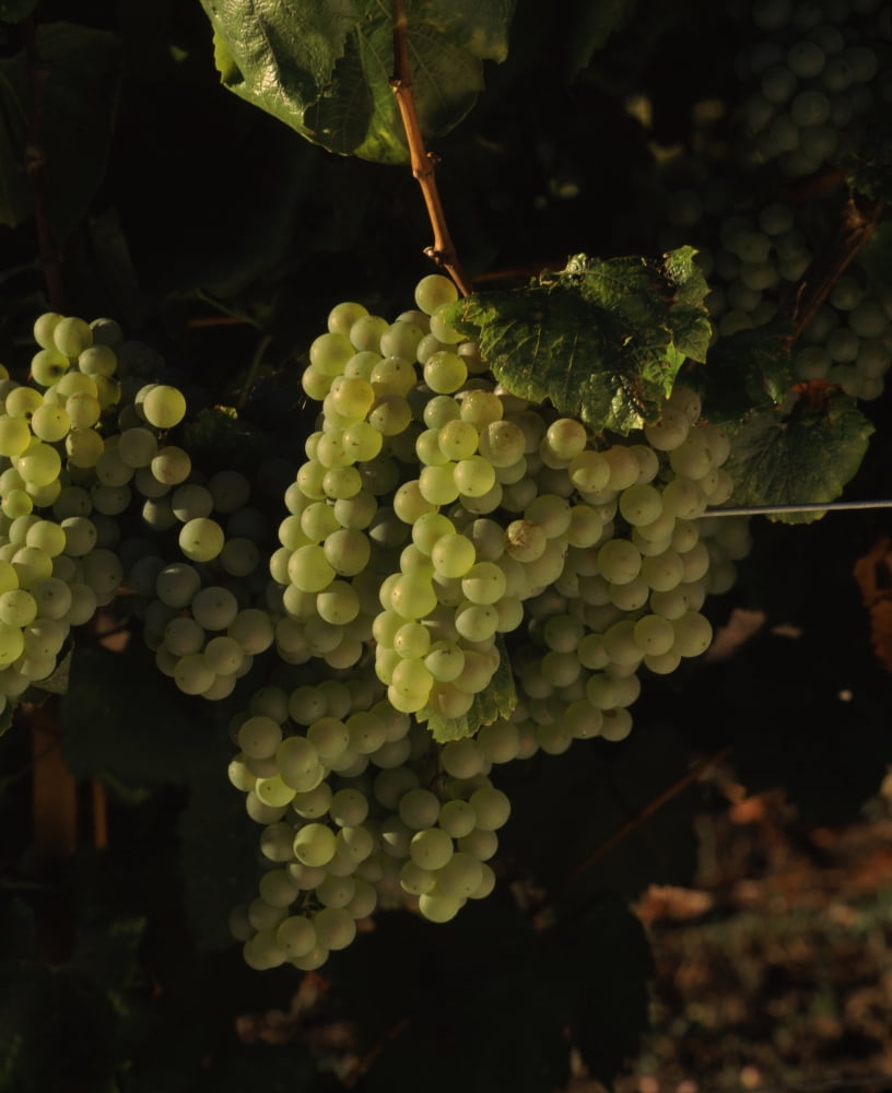 Chardonnay grapes in vineyard Carneros Region California USA Canvas Art - Panoramic Images (22 x 27)