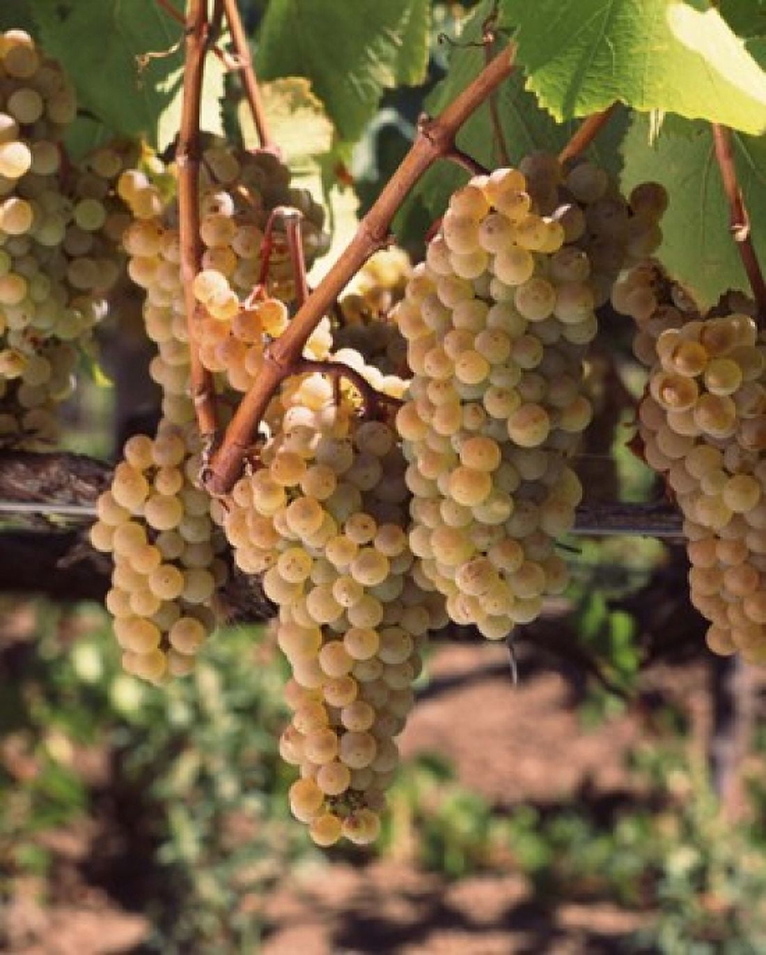 Chardonnay grapes in vineyard Carneros Region California USA Canvas Art - Panoramic Images (29 x 36)