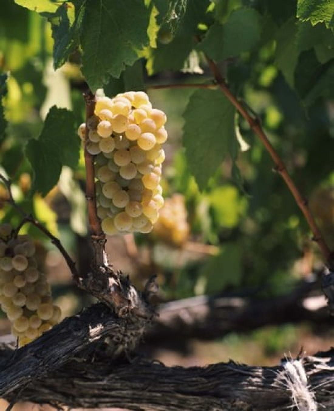 Chardonnay grapes in vineyard Carneros Region California USA Canvas Art - Panoramic Images (30 x 36)