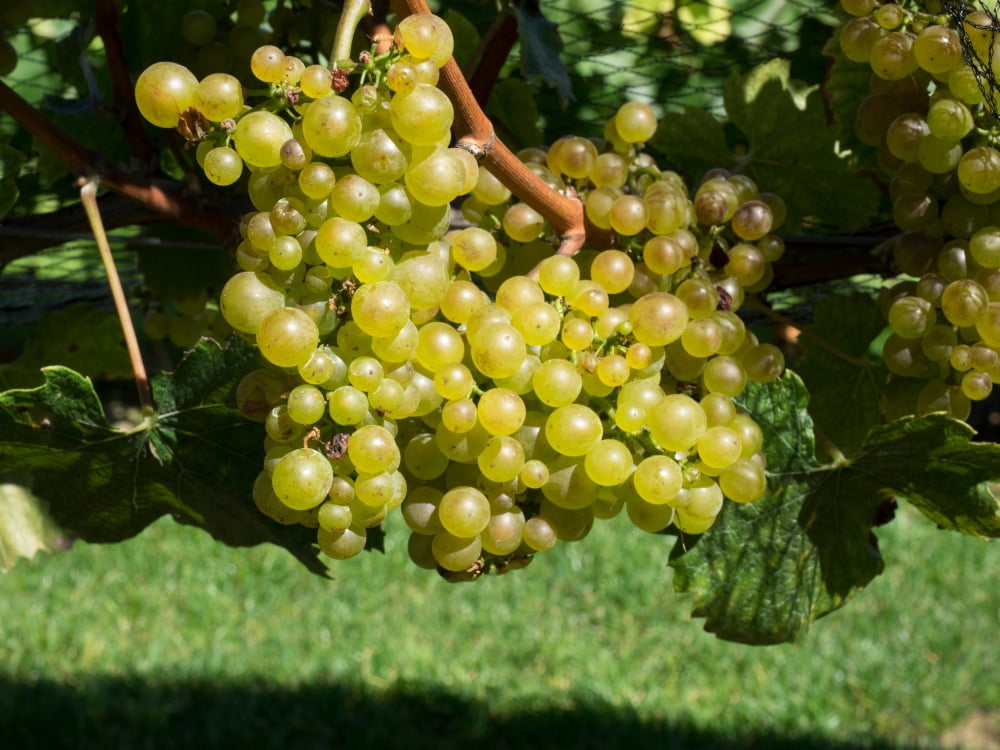 Chardonnay grapes on vine behind netting Craggy Range Vineyards Hawkes Bay Hastings North Island New Zealand Canvas Art - Panoramic Images (24 x 36)