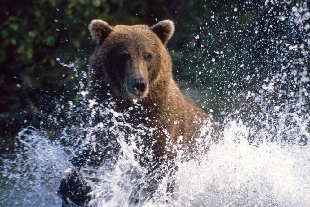 Charging Grizzly Splashing Through Water Shelikof Straight Katmai Nat Park Summer Southwest Alaska Canvas Art - Mark Newman Design Pics (17 x 11)