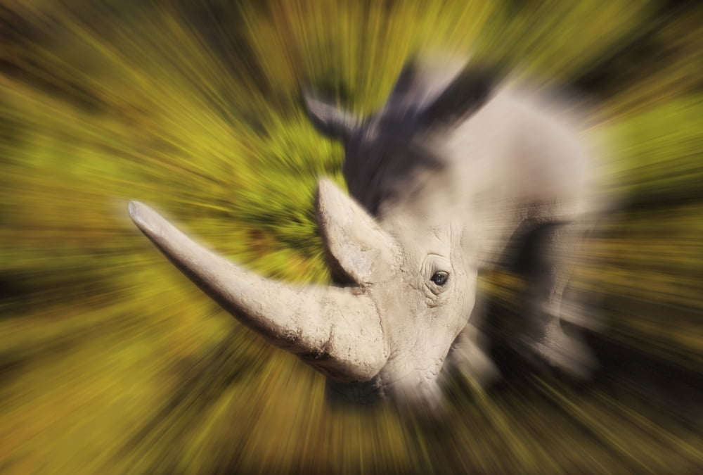 Charging rhinocerosAfrica Canvas Art - Thomas Kitchin & Victoria Hurst Design Pics (18 x 12)