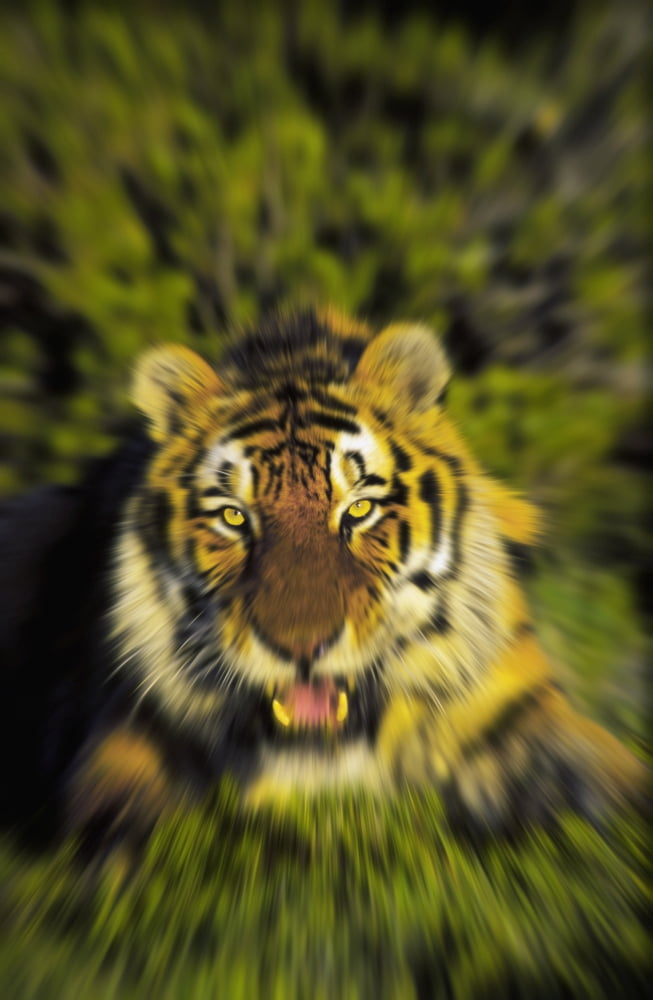 Charging siberian tiger (panthera tigris altaica)Africa Canvas Art - Thomas Kitchin & Victoria Hurst Design Pics (24 x 38)