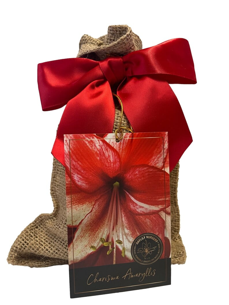 Charisma Amaryllis Bulb in Burlap Gift Bag Amaryllis Bulb!! Easy to Grow Bulbs--Includes Growing Medium--Great Holiday Gift!!
