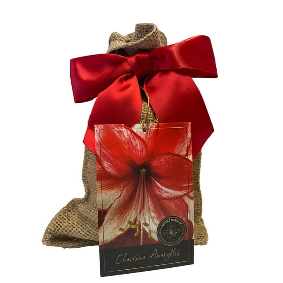 Charisma Amaryllis Bulb in Burlap Gift Bag Amaryllis Bulb!! Easy to Grow Bulbs--Includes Growing Medium--Great Holiday Gift!!