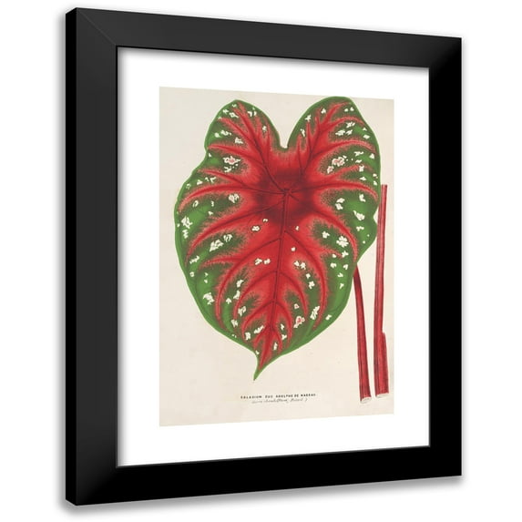 Charles Antoine Lemaire 11x14 Black Modern Framed Museum Art Print Titled - Caladium Lead Adolphe De Nassau (1854-1896)
