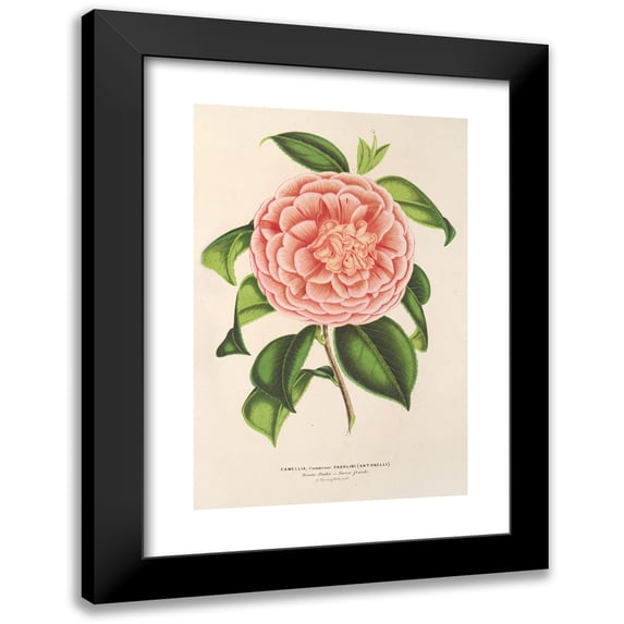 Charles Antoine Lemaire 11x14 Black Modern Framed Museum Art Print Titled - Camellia Countess Pasolini (1854-1896)