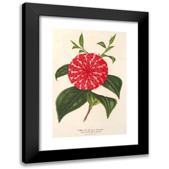 Charles Antoine Lemaire 11x14 Black Modern Framed Museum Art Print Titled - Camellia Stella Polare (1854-1896)