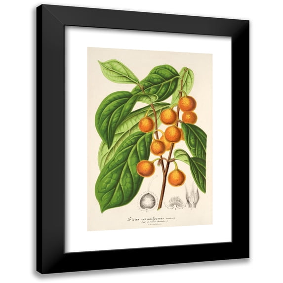 Charles Antoine Lemaire 11x14 Black Modern Framed Museum Art Print Titled - Ficus Cerasiformis (1854-1896)