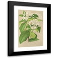 thumbnail image 1 of Charles Antoine Lemaire 11x14 Black Modern Framed Museum Art Print Titled - Gloneria Jasminiflora (1854-1896), 1 of 5