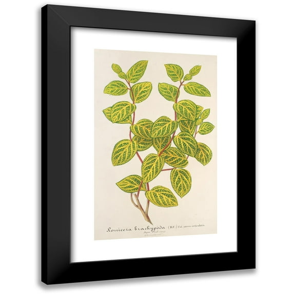 Charles Antoine Lemaire 11x14 Black Modern Framed Museum Art Print Titled - Lonicera Brachypoda Var. Fol. Golden (1854-1896)