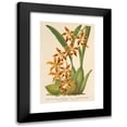 thumbnail image 1 of Charles Antoine Lemaire 11x14 Black Modern Framed Museum Art Print Titled - Odontoglossum Odoratum Var. Latima-Culatum (1854-1896), 1 of 5