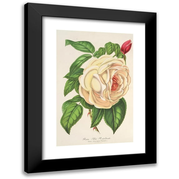 Charles Antoine Lemaire 11x14 Black Modern Framed Museum Art Print Titled - Rose President (Tea) (1854-1896)
