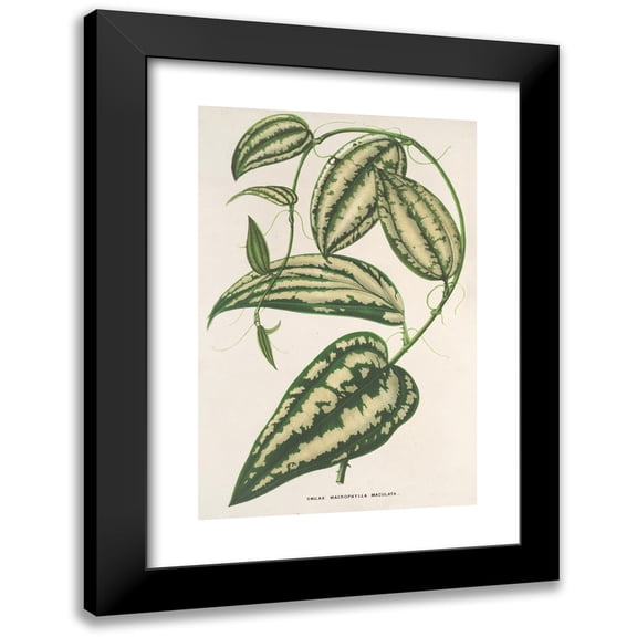 Charles Antoine Lemaire 11x14 Black Modern Framed Museum Art Print Titled - Smilax Ornata (1854-1896)