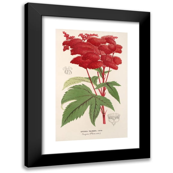 Charles Antoine Lemaire 11x14 Black Modern Framed Museum Art Print Titled - Spiraea (1854-1896)
