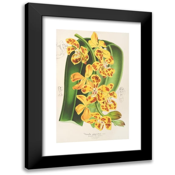 Charles Antoine Lemaire 11x14 Black Modern Framed Museum Art Print Titled - Vanda Gigantea (1854-1896)