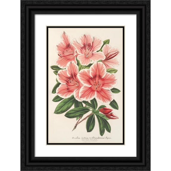 Charles Antoine Lemaire 11x14 Black Ornate Wood Framed Double Matted Museum Art Print Titled: Azalea Indica (Hybrida) Dieudonne Spae (1854-1896)