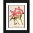 thumbnail image 1 of Charles Antoine Lemaire 11x14 Black Ornate Wood Framed Double Matted Museum Art Print Titled: Cattleya Superba, Var. Splendens (1854-1896), 1 of 5
