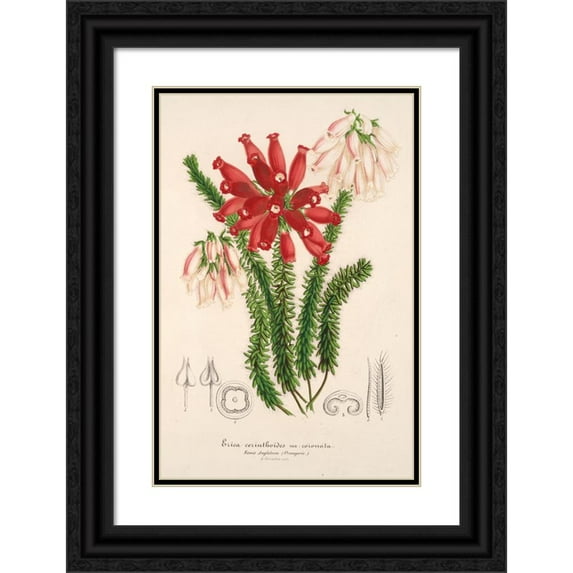 Charles Antoine Lemaire 11x14 Black Ornate Wood Framed Double Matted Museum Art Print Titled: Erica Cerhethoides (1854-1896)