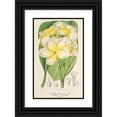 thumbnail image 1 of Charles Antoine Lemaire 11x14 Black Ornate Wood Framed Double Matted Museum Art Print Titled: Plumeria Lutea (1854-1896), 1 of 5