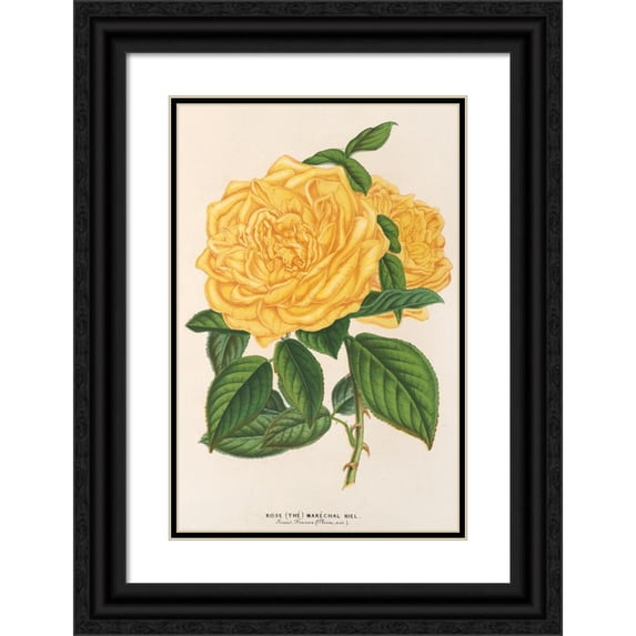 Charles Antoine Lemaire 11x14 Black Ornate Wood Framed Double Matted Museum Art Print Titled: Rose (Tea) Marechal Niel (1854-1896)