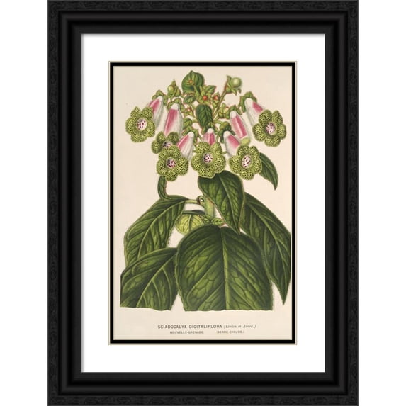 Charles Antoine Lemaire 11x14 Black Ornate Wood Framed Double Matted Museum Art Print Titled: Sciadocalyx Digitaliflora (1854-1896)