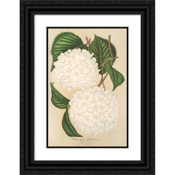 Charles Antoine Lemaire 11x14 Black Ornate Wood Framed Double Matted Museum Art Print Titled: Viburnum (1854-1896)