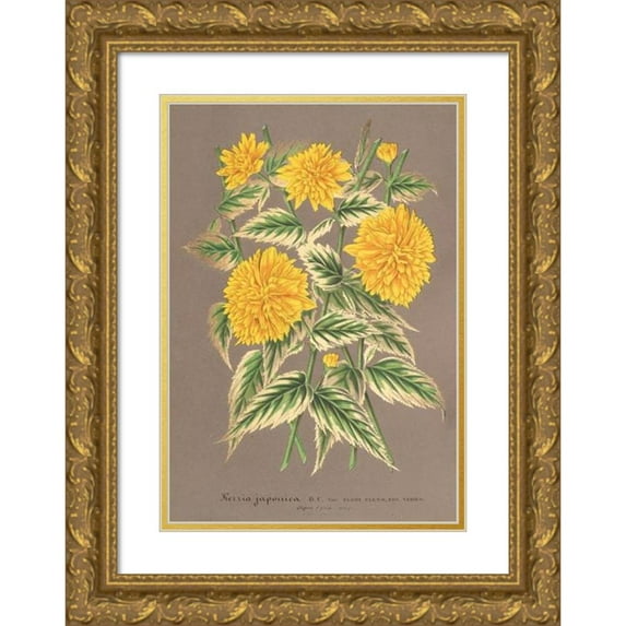 Charles Antoine Lemaire 11x14 Gold Ornate Wood Frame and Double Matted Museum Art Print Titled - Kerria Japonica Var. Fol. Silver-Variegated (1854-1896)