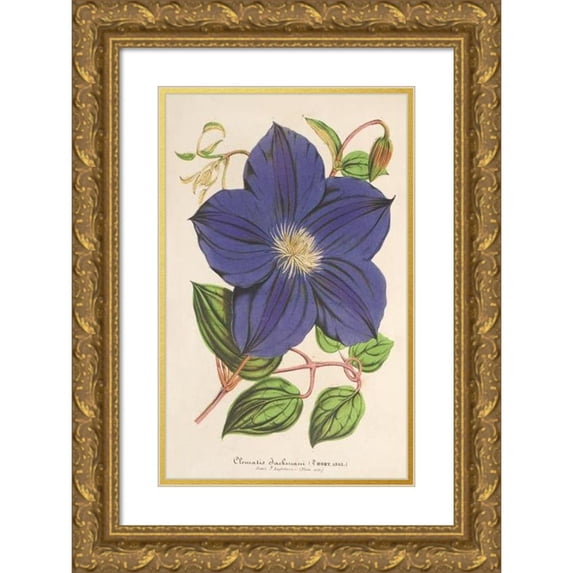 Charles Antoine Lemaire 11x14 Gold Ornate Wood Frame and Double Matted Museum Art Print Titled - Clematis Jackmani (1854-1896)